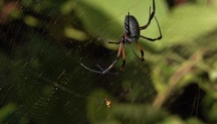Nephila comorana