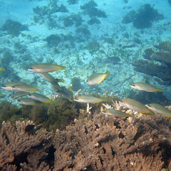 Anampses elegans