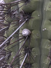 Trichocereus chiloensis chiloensis