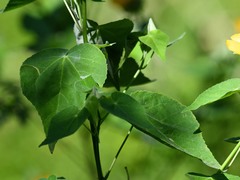 Abutilon hypoleucum