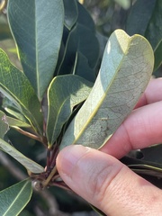 Daphniphyllum oldhami