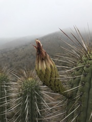 Trichocereus chiloensis chiloensis