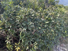 Daphniphyllum oldhami