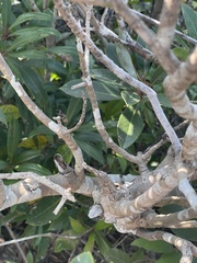 Daphniphyllum oldhami