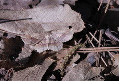 Euchlaena marginaria