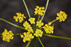Lomatium caruifolium