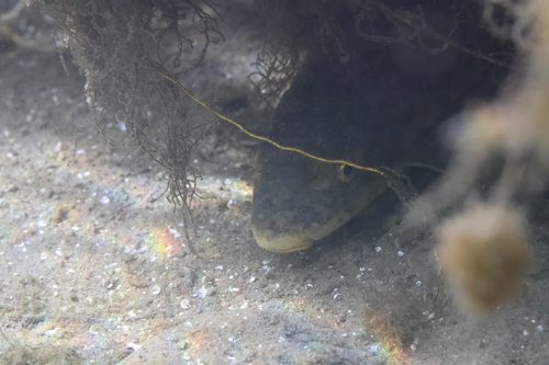 Warner-zuigkarper (Catostomus warnerensis) — Catostomidae — 5