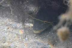 Catostomus warnerensis