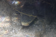 Catostomus warnerensis