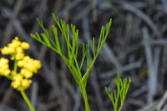 Lomatium caruifolium