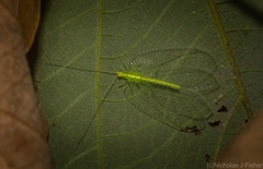 Ankylopteryx pallida