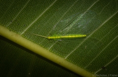 Ankylopteryx pallida