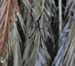 Nephila comorana