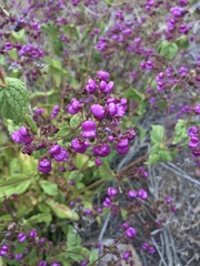 Calceolaria purpurea