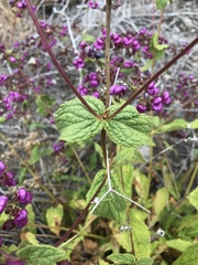 Calceolaria purpurea
