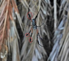 Nephila comorana