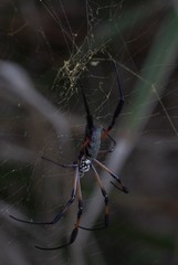 Nephila comorana