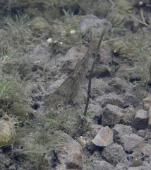 Catostomus warnerensis