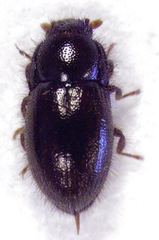 Parnida agrestis