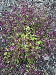 Calceolaria purpurea