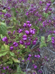 Calceolaria purpurea