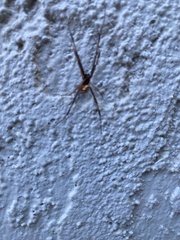 Latrodectus hesperus