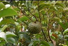 Annona muricata image