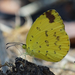 Common Grass Yellow - Photo (c) IIDA Toshimasa, some rights reserved (CC BY-NC), uploaded by IIDA Toshimasa