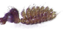 Parnida agrestis