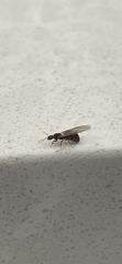 Formicinae