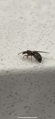 Formicinae