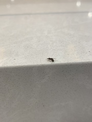 Formicinae