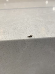Formicinae