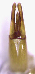 Parnida agrestis