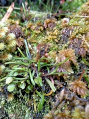 Abrotanella linearis