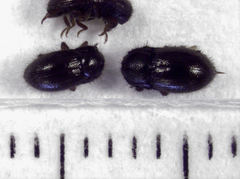 Parnida agrestis
