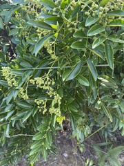 Zanthoxylum avicennae
