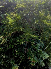 Zanthoxylum avicennae