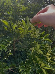 Zanthoxylum avicennae