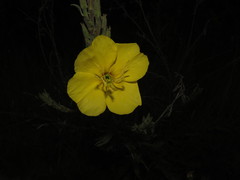 Oenothera affinis