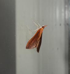Udea daiclesalis