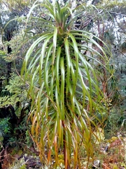 Dracophyllum elegantissimum