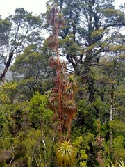 Dracophyllum elegantissimum