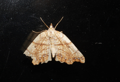 Chalastra pellurgata