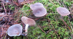 Lactarius hibbardiae