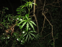 Cissus palmata