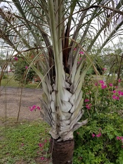 Dypsis decaryi