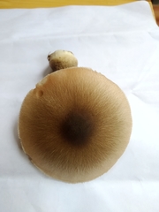 Volvariella volvacea