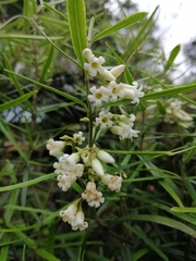 Parsonsia capsularis