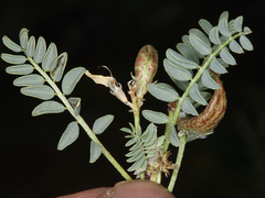 Astragalus iodanthus iodanthus